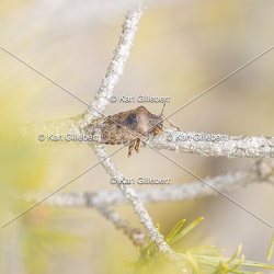 Punaise nébuleuse - Rhaphigaster nebulosa