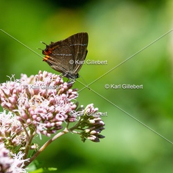 Thècle de l'orme - Satyrium w-album