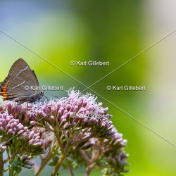 Thècle de l'orme - Satyrium w-album