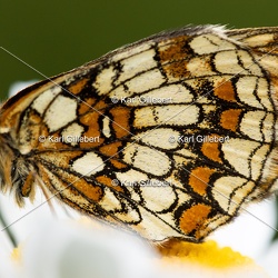 Mélitée des mélampyres - Melitaea athalia