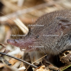 Musaraigne musette - Crocidura russula