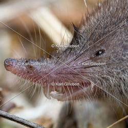 Musaraigne musette - Crocidura russula
