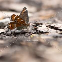 Grand sylvain - Limenitis populi