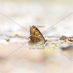 Grand sylvain - Limenitis populi