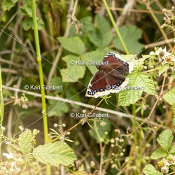 Morio - Nymphalis antiopa