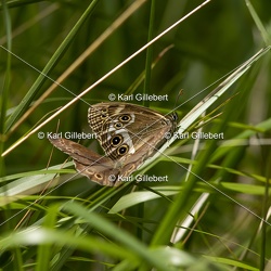 Bacchante - Lopinga achine