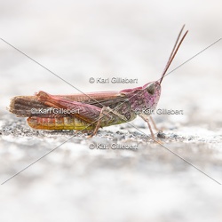 Criquet duettiste - Chorthippus brunneus