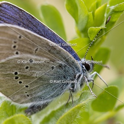 Demi-Argus - Cyaniris semiargus