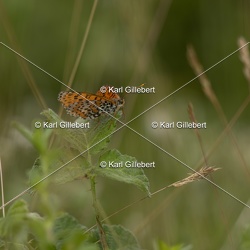 Mélitée orangée - Melitaea didyma