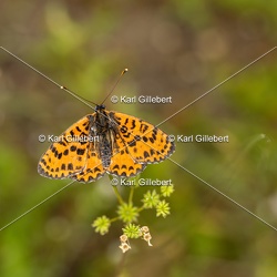 Mélitée orangée - Melitaea didyma