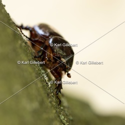 Scarabée rhinocéros européen - Oryctes nasicornis