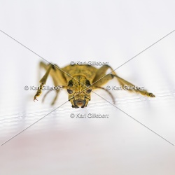 Rhagie mordante - Rhagium mordax