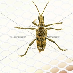 Rhagie mordante - Rhagium mordax