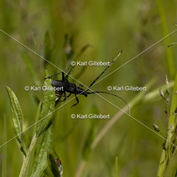 Petit capricorne - Cerambyx scopolii