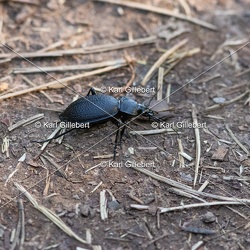 Calosoma inquisitor
