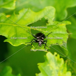 Calosoma inquisitor