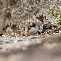 Lérot commun - Eliomys quercinus