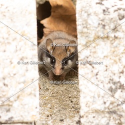 Lérot commun - Eliomys quercinus