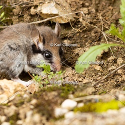 Lérot commun - Eliomys quercinus