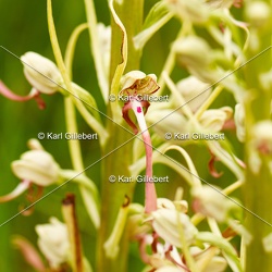 Orchis bouc - Himantoglossum hircinum