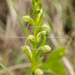 Orchidées