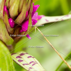 Orchis male - Orchis mascula