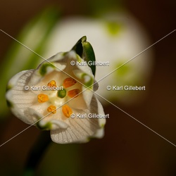 Nivéole printanière - Leucojum vernum