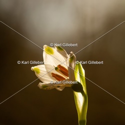 Nivéole printanière - Leucojum vernum