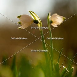 Nivéole printanière - Leucojum vernum
