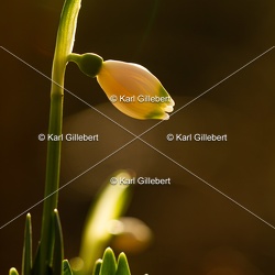 Nivéole printanière - Leucojum vernum