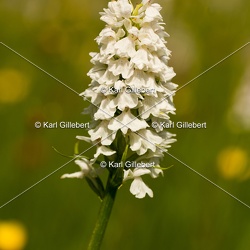 Orchis de mai - Dactylorhiza majalis