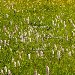 Orchidées