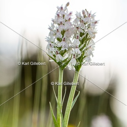 FLORE