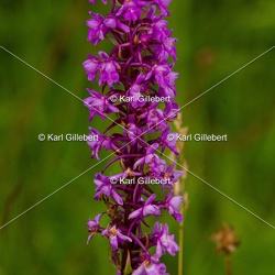 Orchidées