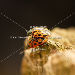 Chrysomèle à vingt points - Chrysomela vigintipunctata