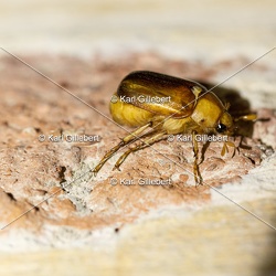 Rhizotrogus aestivus