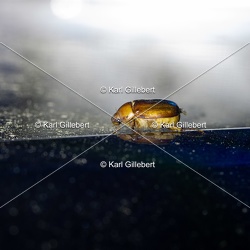 Rhizotrogus aestivus