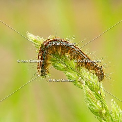 Malacosoma neustria - Livrée des arbres