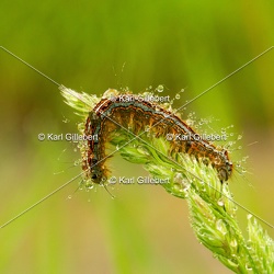 Malacosoma neustria - Livrée des arbres