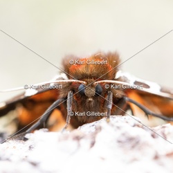 Arctia caja - Ecaille martre