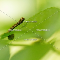 Ectropis crepuscularia - Boarmie crépusculaire