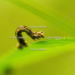 Ectropis crepuscularia - Boarmie crépusculaire