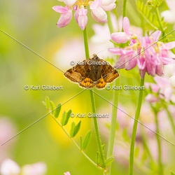 Euclidia glyphica - Doublure jaune