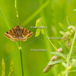 Euclidia glyphica - Doublure jaune