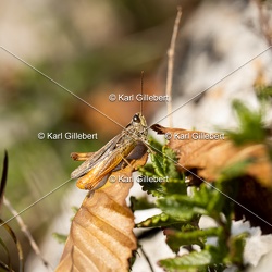 Criquet des pins - Chorthippus vagans