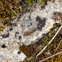 Criquet des pins - Chorthippus vagans