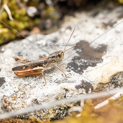 Criquet des pins - Chorthippus vagans