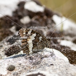 Silène - Brintesia circe