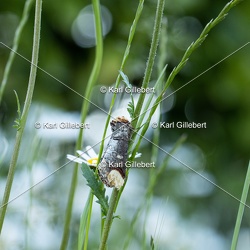 Insectes