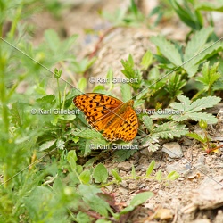 Tabac d'Espagne - Argynnis paphia